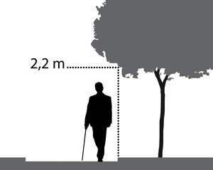 Ilustración de una persona caminando bajo un árbol. Se marca una distancia de 2,2 m hasta la parte inferior de la copa del árbol.